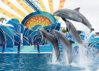 Dolphin Days at SeaWorld® Orlando