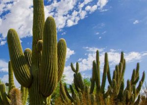 Cactus at Desert Botanical Gardens
