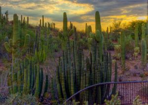 Cactus at Desert Botanical Gardens