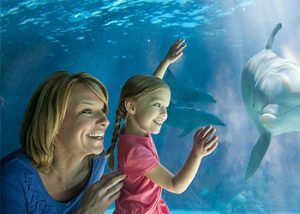 Dolphin at SeaWorld® Orlando